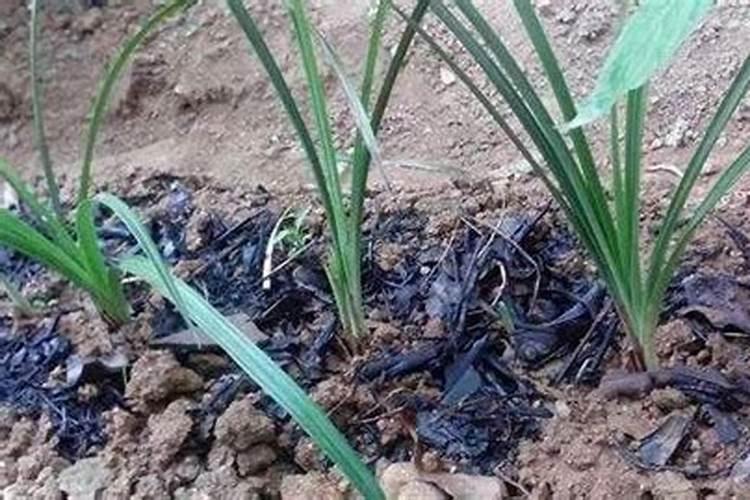 种地为什么撒草木灰 生姜种植怎么施草木灰