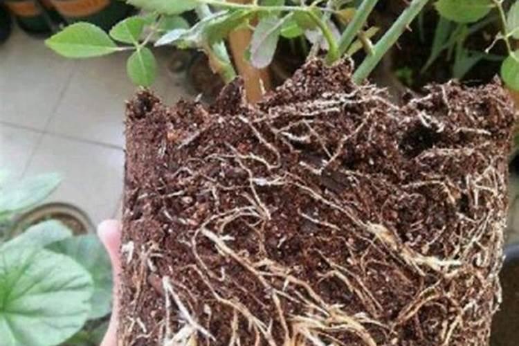 花卉叶面肥多久喷一次比较好 叶面肥打多了有害吗