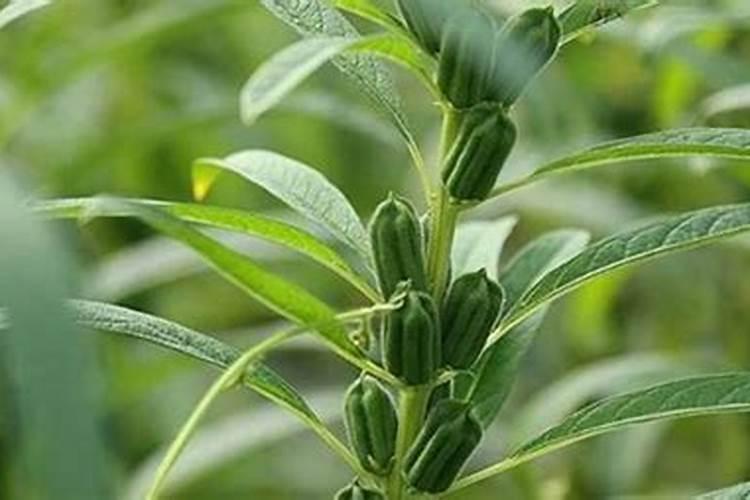 种菜用什么肥料最好