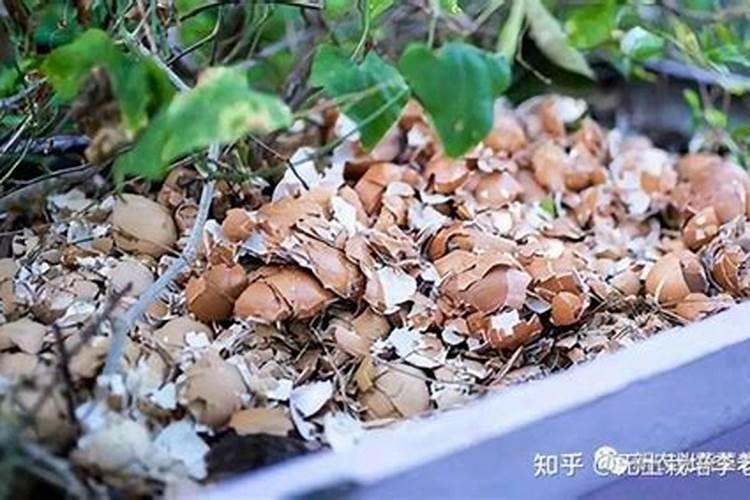 蛋壳有什么作用？鸡蛋壳别扔,用对了一年能省下好几百,可惜知道的人不多...
