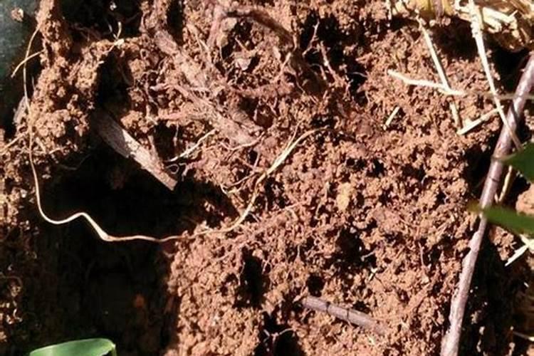 怎么让白菜包心快