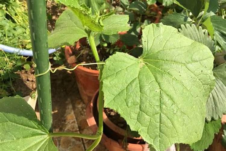 黄腐酸钾可以和二铵混施吗？