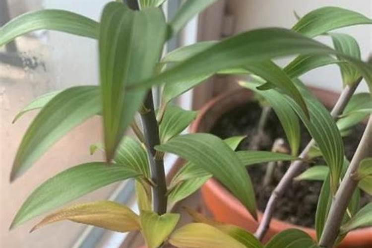 怎样根据甜菜需肥特点进行施肥？