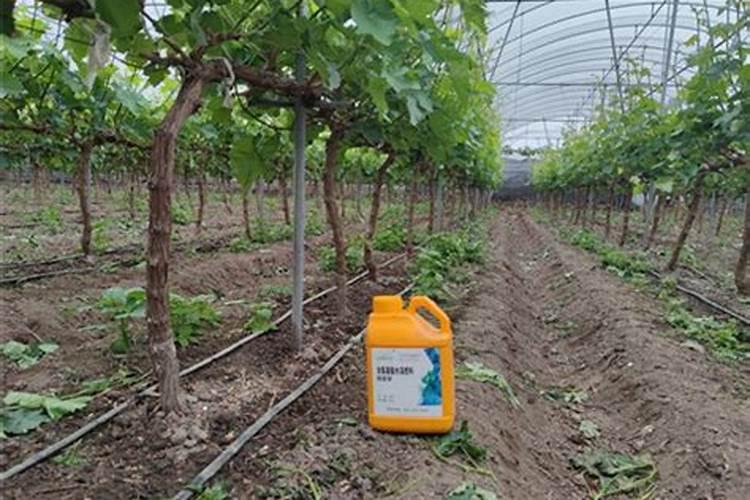 君子兰开花夹箭怎么办？