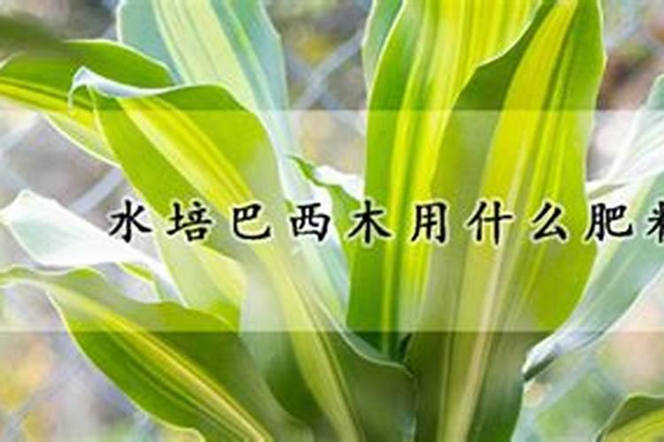 君子兰幼苗怎么养