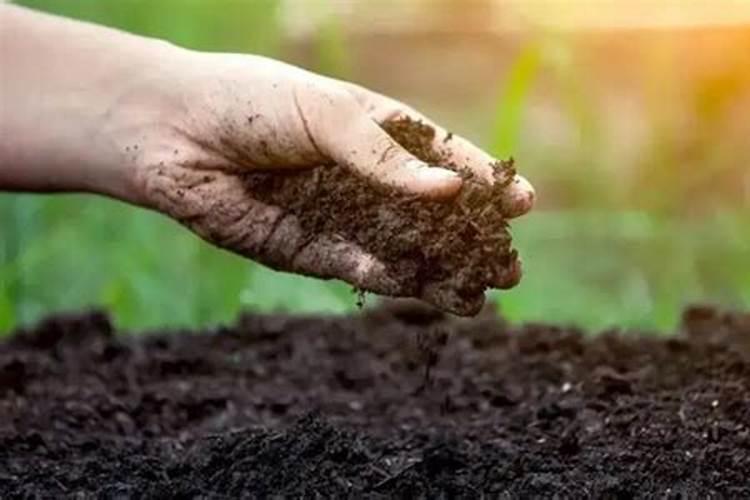 种植红薯有诀窍,做好后缓苗快长势好,诀窍是啥呢？