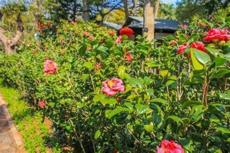 茶花开花时能施肥吗茶花什么时候施肥