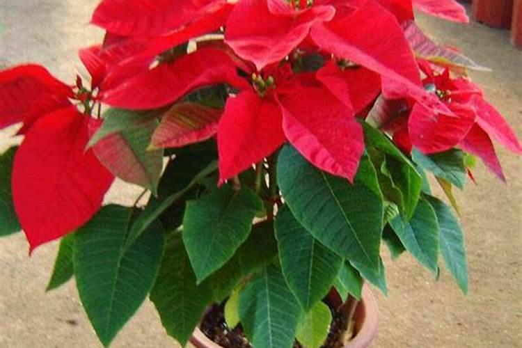 养了一盆细草,想知道是啥兰？