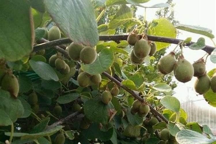 小果树施什么肥长的快