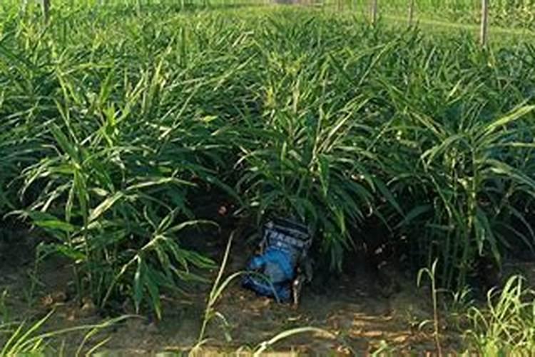 槟榔芋怎样种植