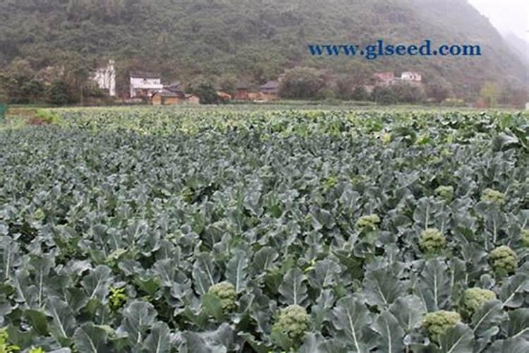 盆栽百合花施什么肥好,百合花怎么施肥/施用氮肥