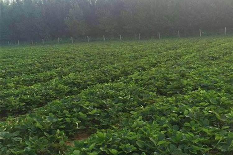 藤本月季怎么施肥,幼期氮肥为主生长期追施复合肥