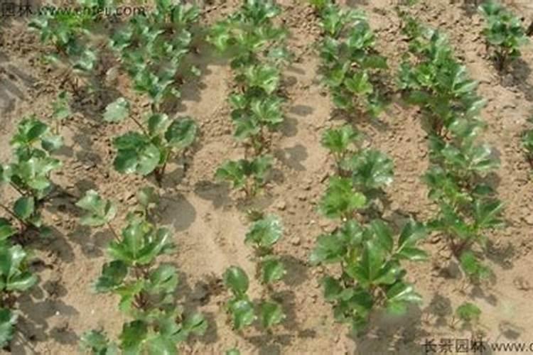 南沙参种植技术与栽培管理