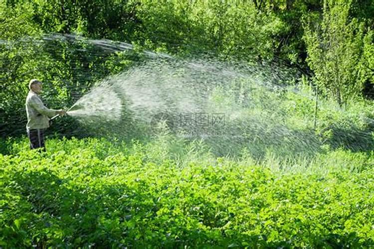 怎么让绿萝长得旺还不发黄？