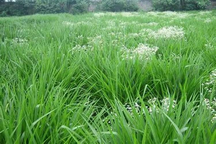 矮象草适宜在什么地方种植？