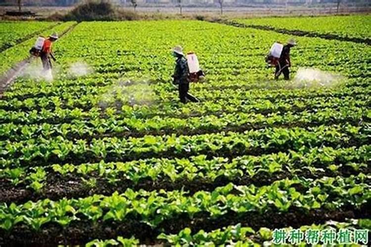 钾肥对果树的作用