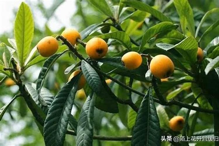 农资市场太繁杂了,那该怎样识别真假磷酸二氢钾？