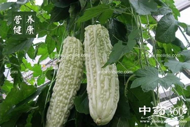 果树冲施肥造成的中毒有哪些类型？