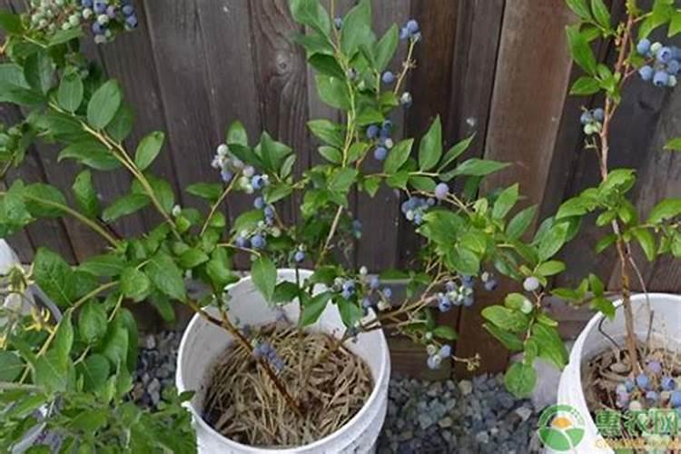 蓝莓苔藓苗修枝干和黑色的须根会死吗？