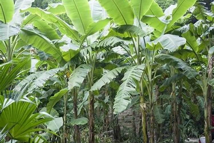 香蕉挂果的时候用什么肥料最好？