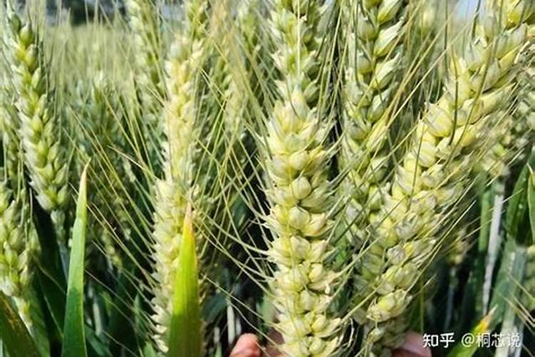 国产水溶肥哪个品牌效果好