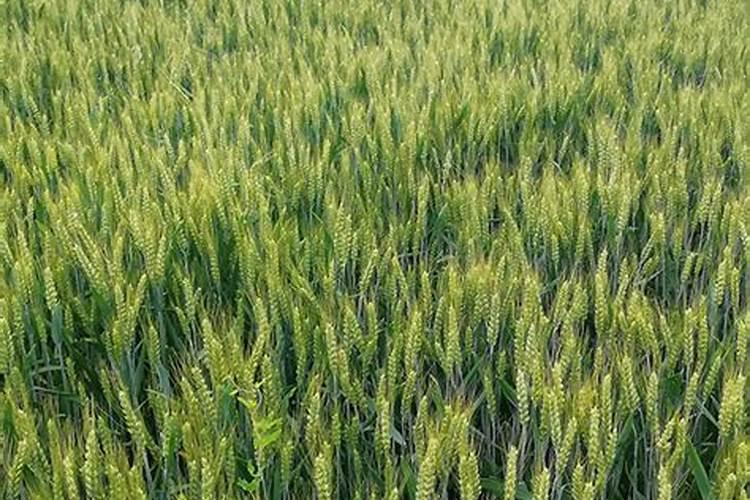 小麦增产秘诀选对水溶肥,产量提升不是梦