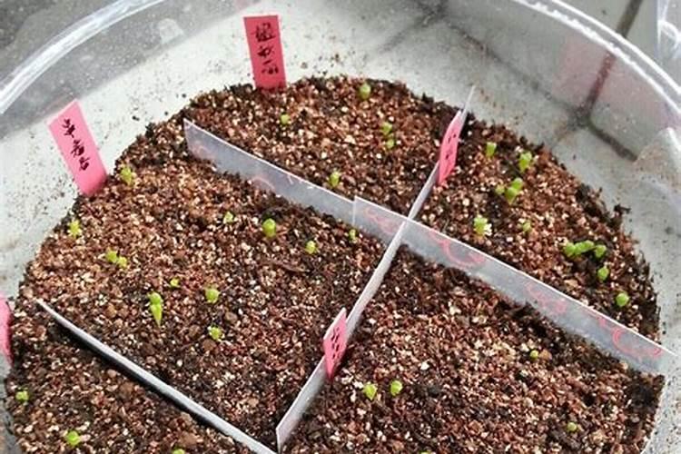 硝态氮好还是尿素好