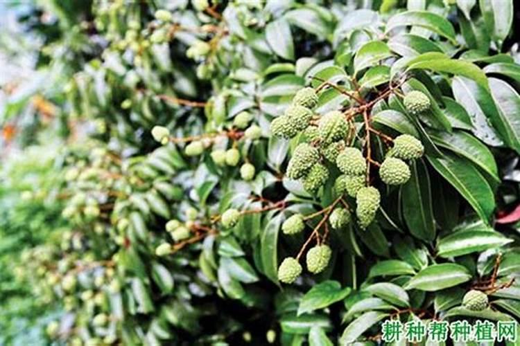 果子快成熟上高钾肥好吗