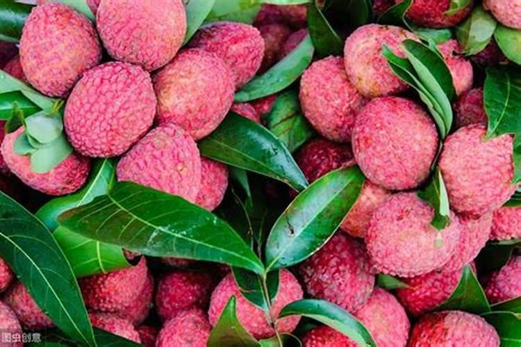 荔枝的壮果肥要怎样施用？