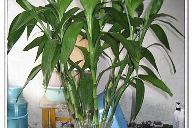 葡萄上色又褪色怎么回事