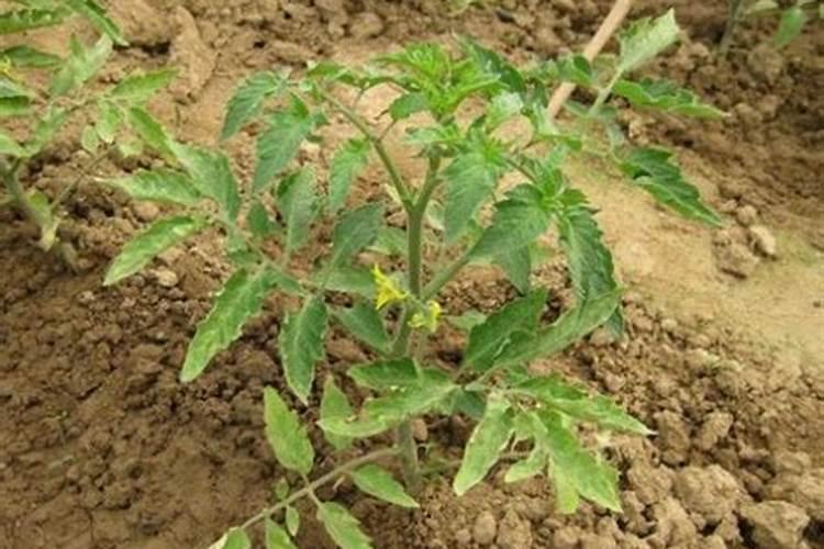 番茄用什么肥最合适