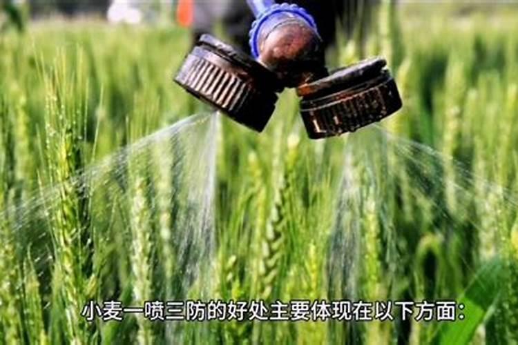 小麦打什么药能高产丰收呢？