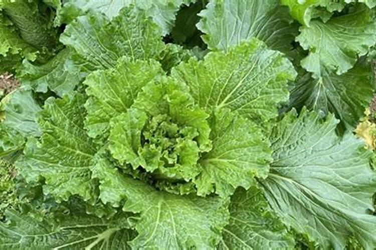 撒可富平衡有大袋水溶肥吗