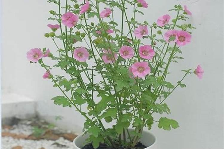 紫根兰怎么养才能开花