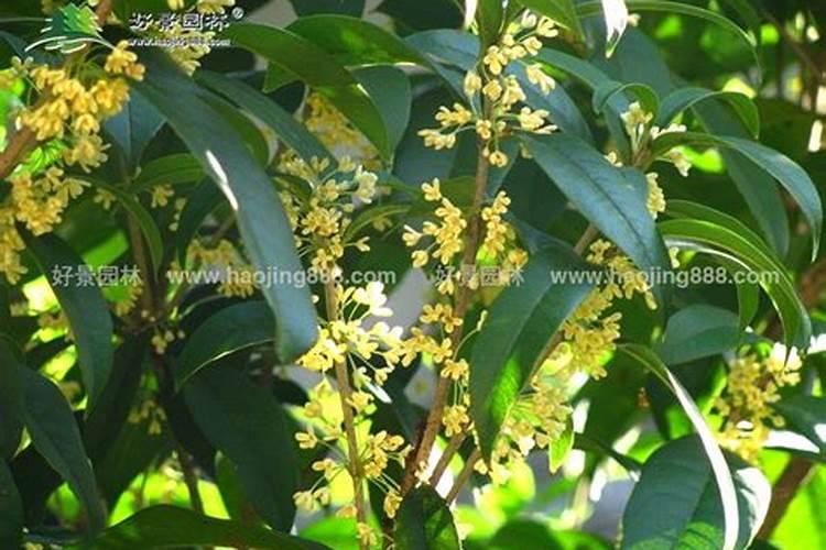 葵花追肥用什么肥好(葵花前期需要冲施什么肥料来吸收)