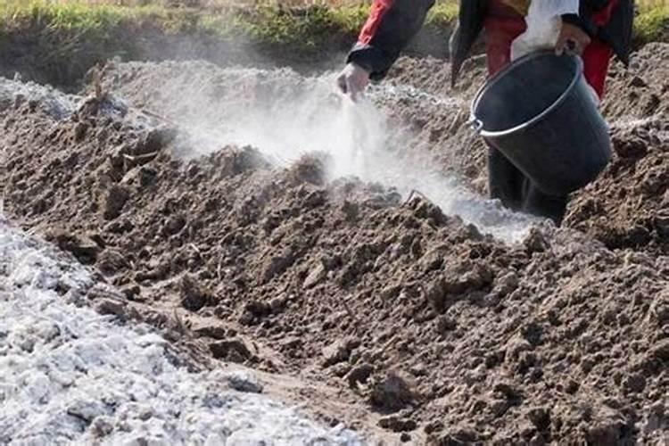 施钙肥哪时候最合适 钙肥最佳施肥时间