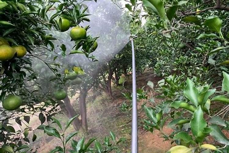 种植大蒜用什么肥料做底肥最好