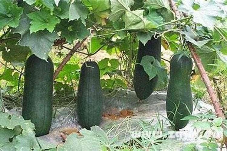种植的冬瓜在雨后该如何进行管理呢？如何实现高产呢？