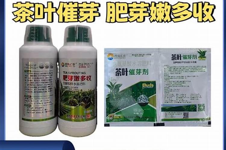 如何令茶花主干发芽,茶花掉叶的原因