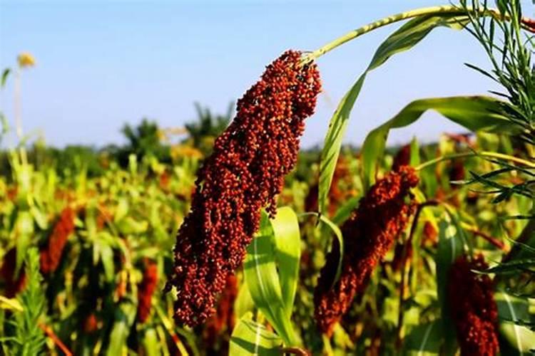 大葱专用肥料哪种的好？大葱抗病增产喷施昆仑风叶面肥!