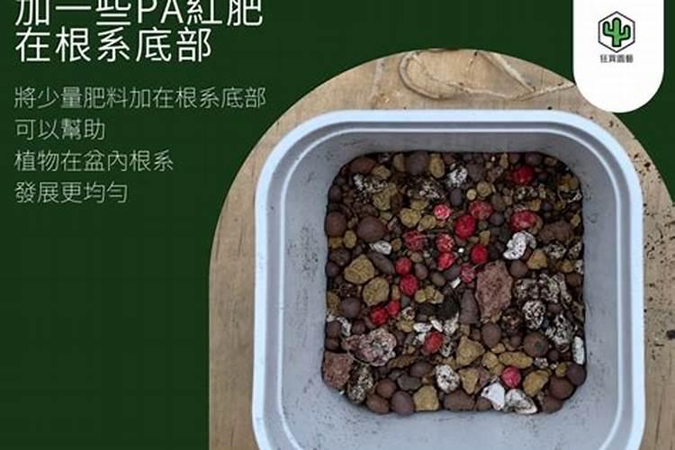 多肉可以用化肥和磷肥吗？