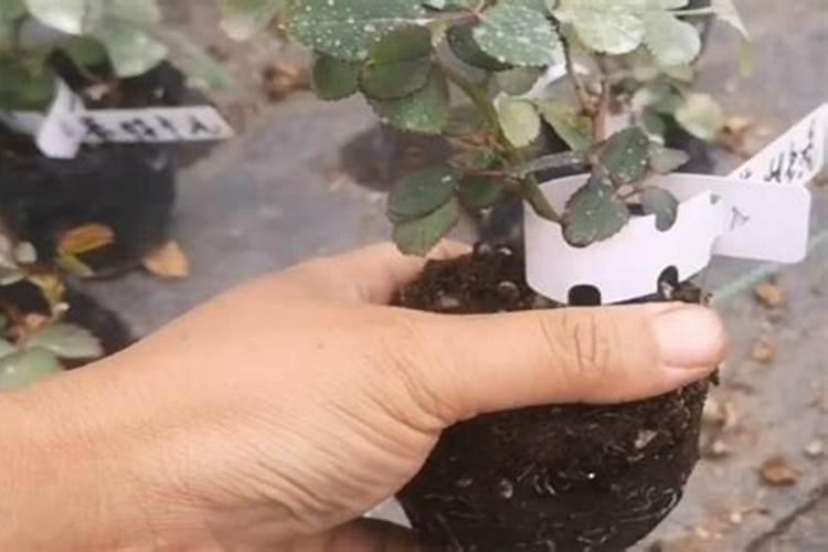 硅肥是碱性还是酸性肥料