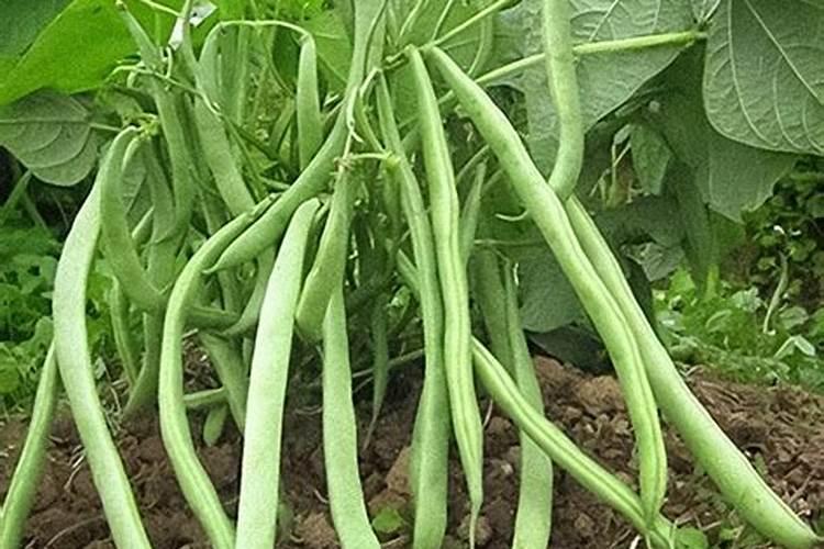 豆角冲什么水溶肥最好