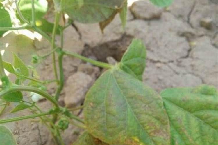 豆角冲高钾型大量元素水溶肥可以吗？