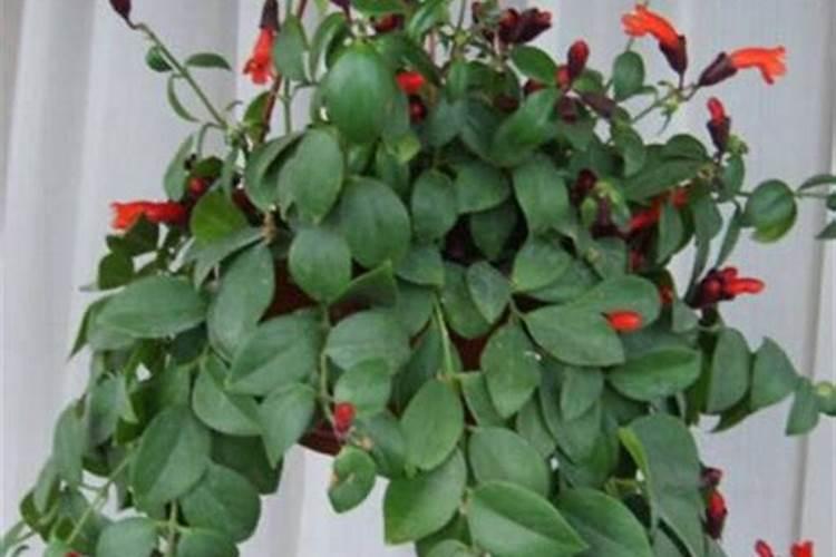 果树落叶怎么办