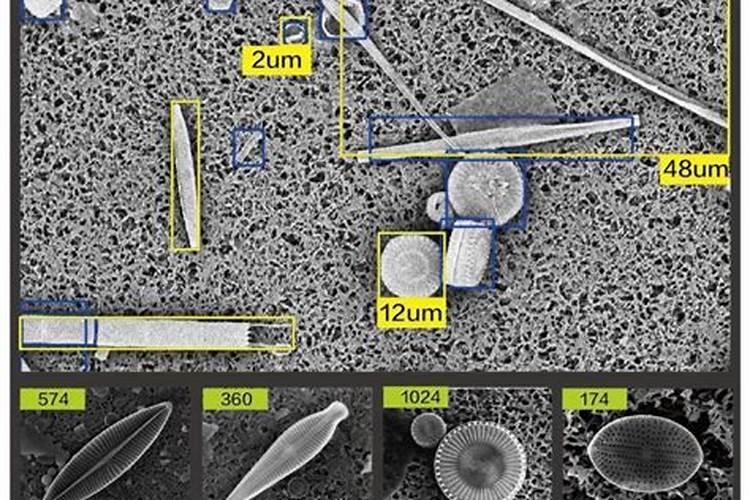 硅藻源能杀死青苔吗？