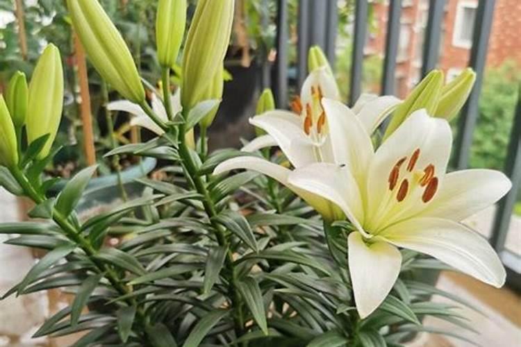 长寿花叶面可以喷磷酸二氢钾吗花卉百科