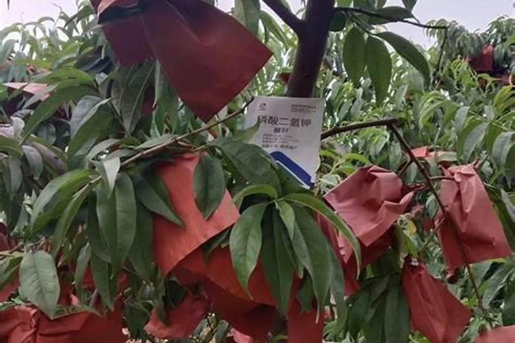 生菜施什么肥最好