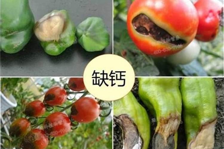 生菜施什么肥长得又大又肥