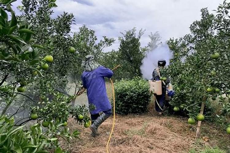 西瓜需要施什么肥料？